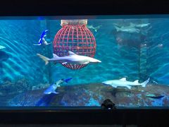 -大连圣亚海洋世界