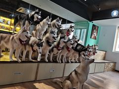 -Husky Go! 哈士奇体验馆·宠物咖啡厅狗咖