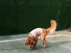 -北京观赏动物医院·24小时大型综合·猫专科·异宠专科