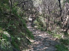 -阳台山自然风景区