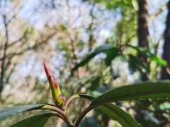 -杭州半山国家森林公园