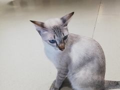 -藏猫猫咖啡主题馆(中央大道店)