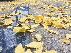 -百林公园-两江幸福广场