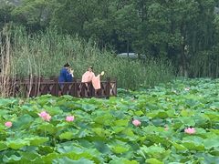 -荷塘月色湿地公园·向阳花洲