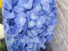 -雪蔓之鲜花气球派对(家佳源时代中心店)