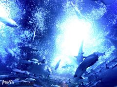 -成都浩海立方海洋公园