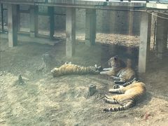 -大连森林动物园