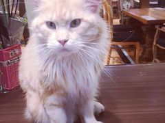 -more than meow吴止猫主题餐厅(承德 中船汇店)