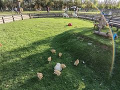 -前小桔亲子创意农场·草莓采摘·露营烧烤