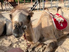 -库伦旗银沙湾旅游景区