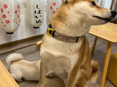 -柴迷FANS CLUB·柴犬狗咖·猫咖