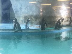 -北戴河圣蓝海洋公园