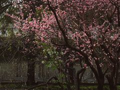 -颐和园