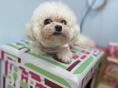 -喵宠乐园·撸猫互动·猫舍