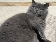 -创凡宠物医院·骨专科  猫科中心(西乡分院)