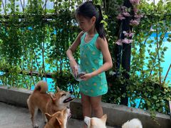 -柴犬高等学院·狗咖·柴犬售卖·宠物训练