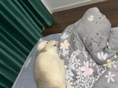 -佳雯宠物医院·皮肤科·内外科(春晓路分院)