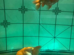 -北戴河圣蓝海洋公园