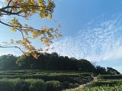 -中国茶叶博物馆(双峰馆区)