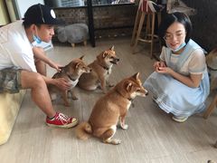 -柴犬高等学院·狗咖·柴犬售卖·宠物训练