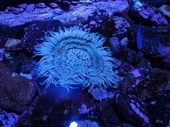 -西海国立公园九十九岛水族馆