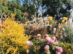 -上海共青森林公园