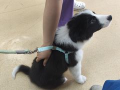 -瑞派·关忠动物医院·猫专科·犬专科(三环新城店)