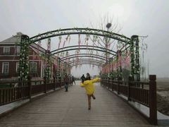 android_upload_pic-荷兰花海