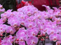 -花鸟鱼虫鲜花绿植市场(玉泉路店)