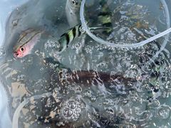 -小猫钓鱼海钓俱乐部(椰梦长廊店)