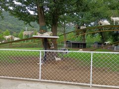 -大连铭湖国际观光牧场