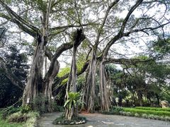 -瑞丽独树成林风景区