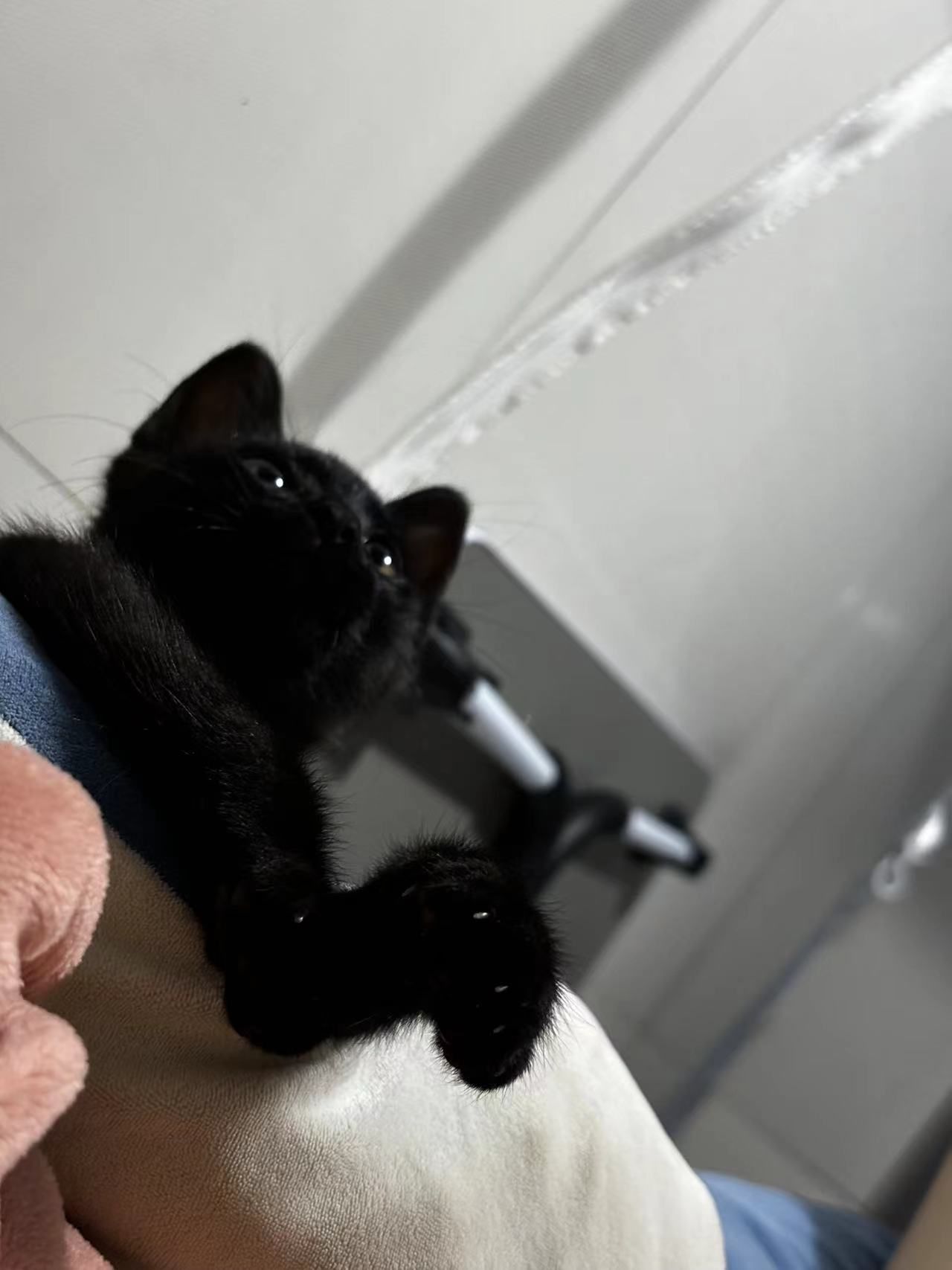 无偿领养小黑猫