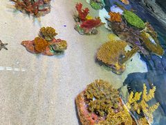 -上海海洋水族馆