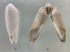 -青岛贝壳博物馆