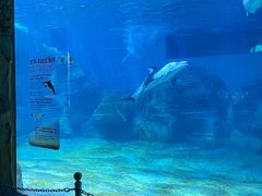 -珠海长隆海洋王国