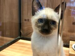 -袖虎·猫馆(体育西路店)