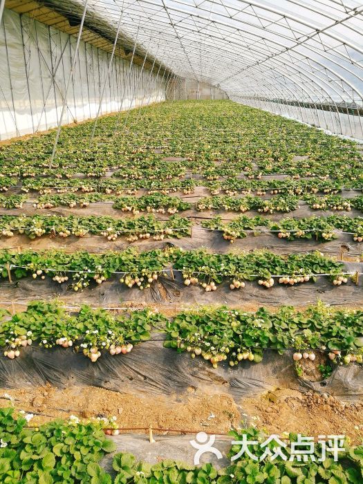 中玺富硒草莓采摘园图片 - 第2张