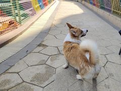 -帕帕拉兹宠物(亚洲旗舰店)