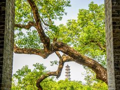 -江心屿景区