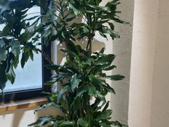 -竹鲜笙全竹宴(国色天香店)