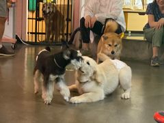 -百好乐宠物友好餐厅(朝外大街店)