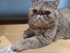 -滚猫咖啡·猫咖·猫友好撸猫(未来城店)