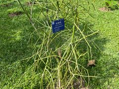 -中国科学院西双版纳热带植物园