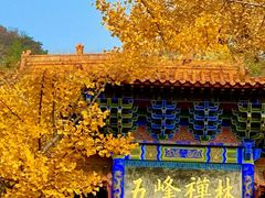 -遵化市禅林寺古银杏风景园