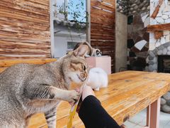 -喵屿·大理花园猫咖