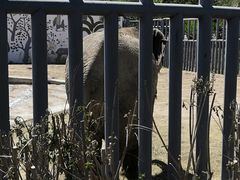 -新疆天山野生动物园