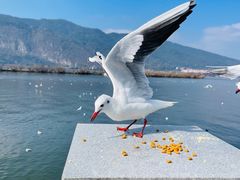 -海埂大坝