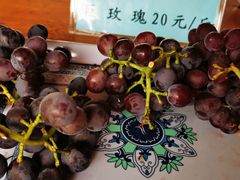 -白鹿原葡萄主题公园