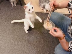 -猫色咖啡·猫咖